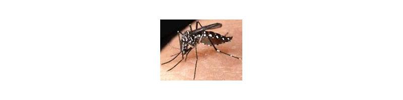 AVVISO_disinfestazione adulticida delle zanzare: il 27 e 28 agosto secondo ciclo notturno